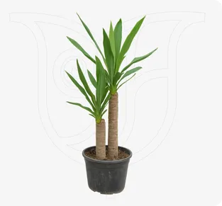 Yucca - Fresh flower delivery Nigeria | Order online from BuyFlowers