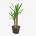 Yucca thumbnail view 1 - BuyFlowers Nigeria