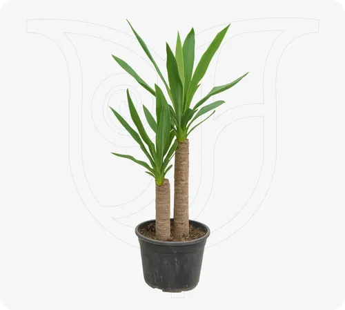 Yucca - Fresh flower delivery Nigeria | Buy online at BuyFlowers