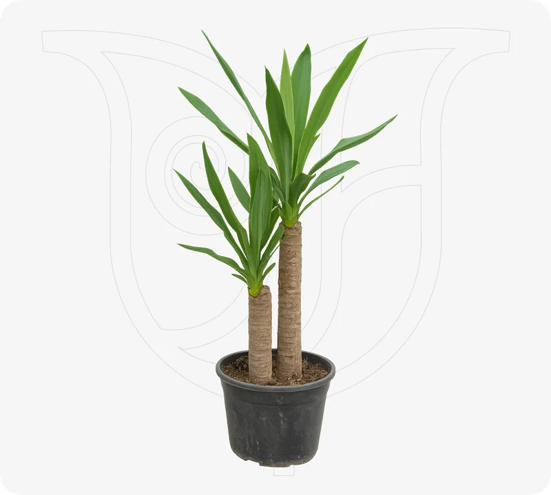 Yucca - Fresh flower delivery | Buy online at BuyFlowers