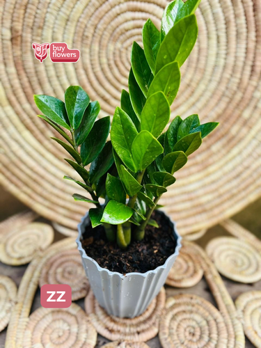 ZZ thumbnail view 2 - BuyFlowers Nigeria